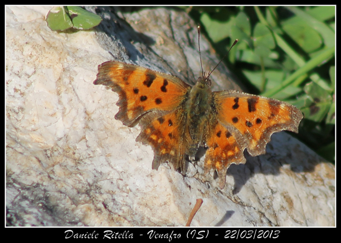 Polygonia c-album???